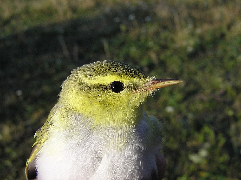 Wood Warbler, Sundre 20080731